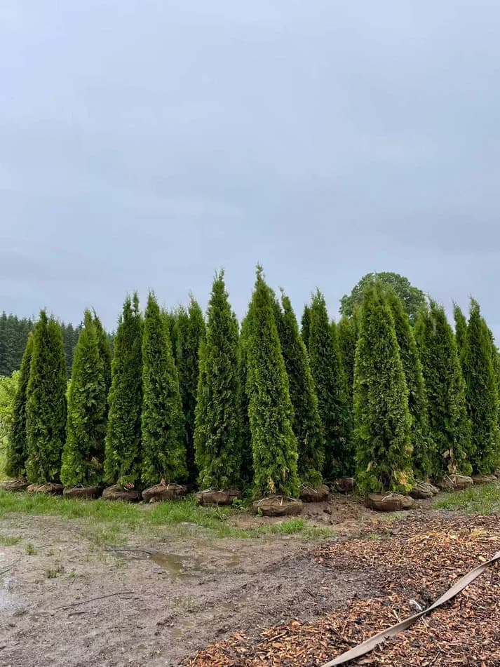 10–11 ft A+ grade Emerald Cedar