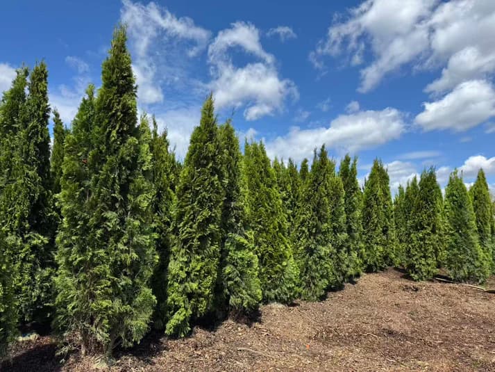 9–10 ft A+ grade cedars in rows