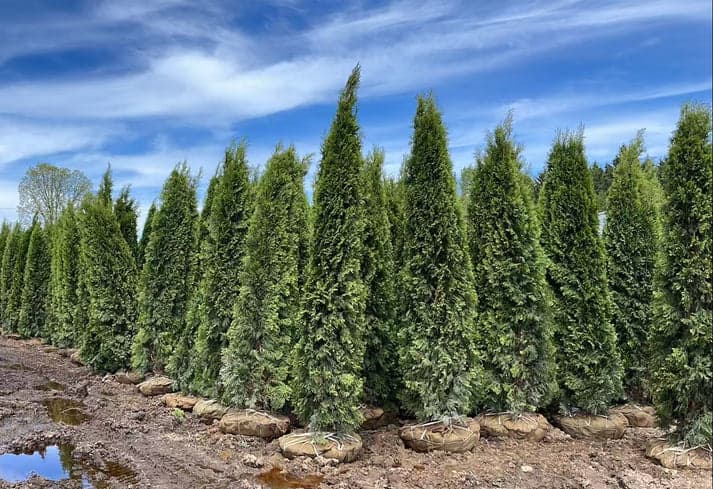 9–10 ft A+ grade Emerald Cedar