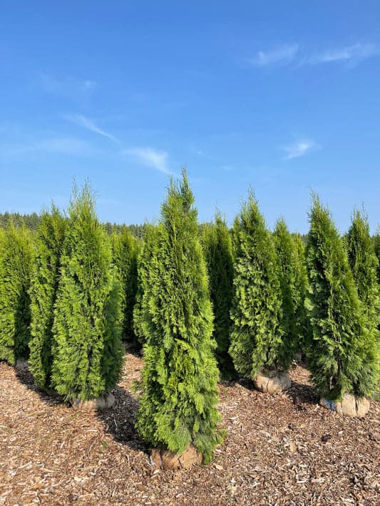 Emerald Cedars ready for delivery