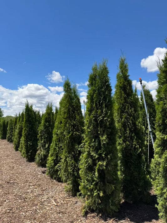 Emerald Cedars at the nursery