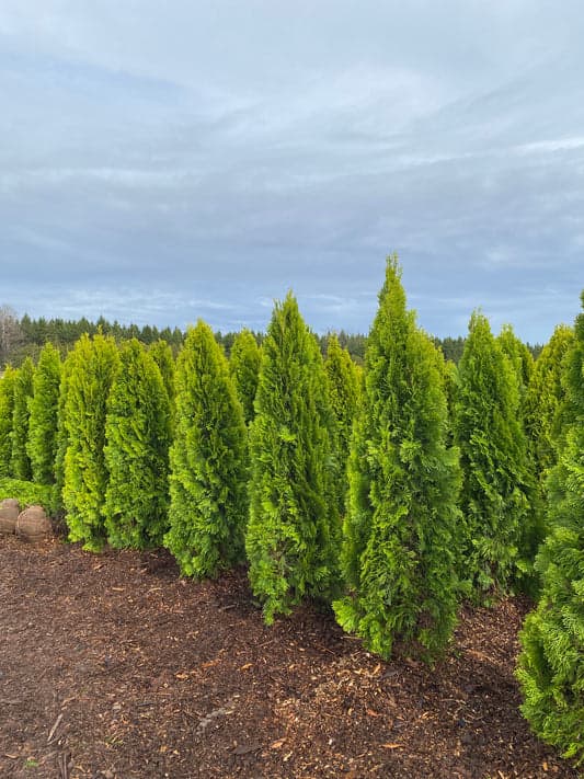 Gold Cedars in full sun