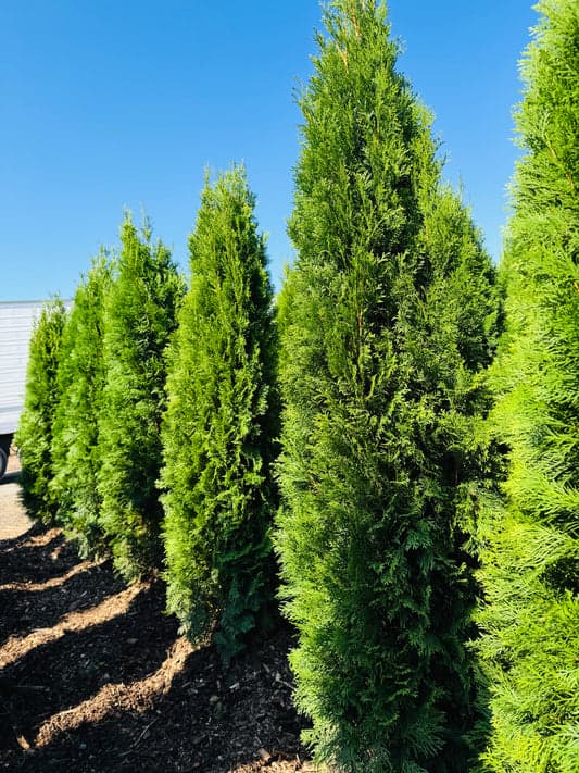 Nursery rows in Markham