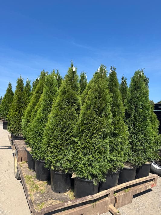 Cedar rows at Z Force Farm